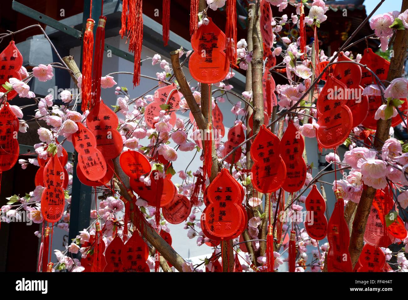 Le Wishing Tree Banque D'Images