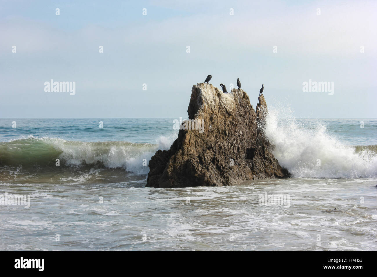 Oiseaux cormoran sur un rocher à Malibu Banque D'Images