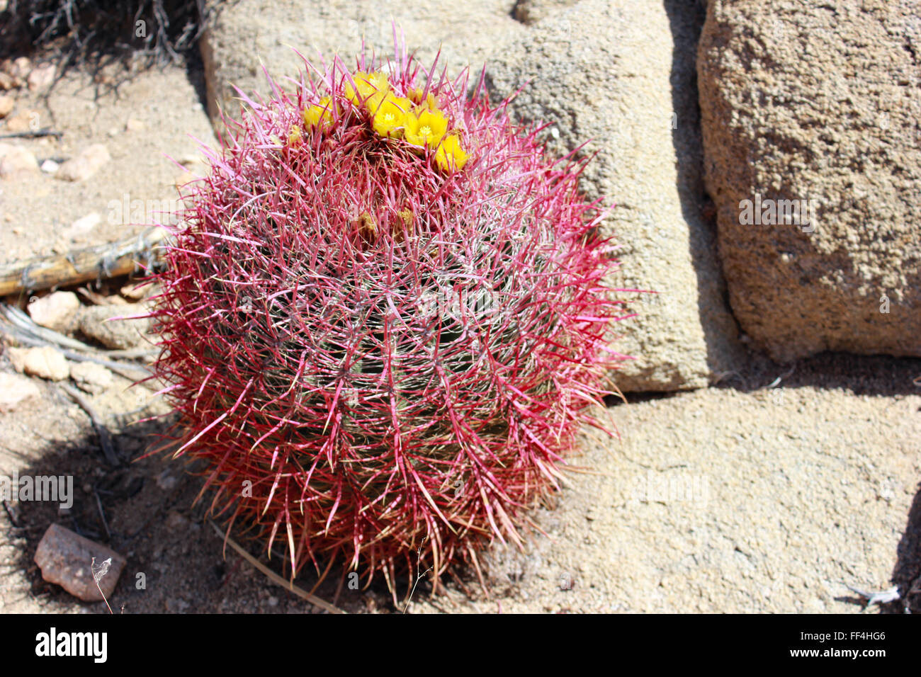 Fleurs de cactus à Joshua Tree National Park Banque D'Images