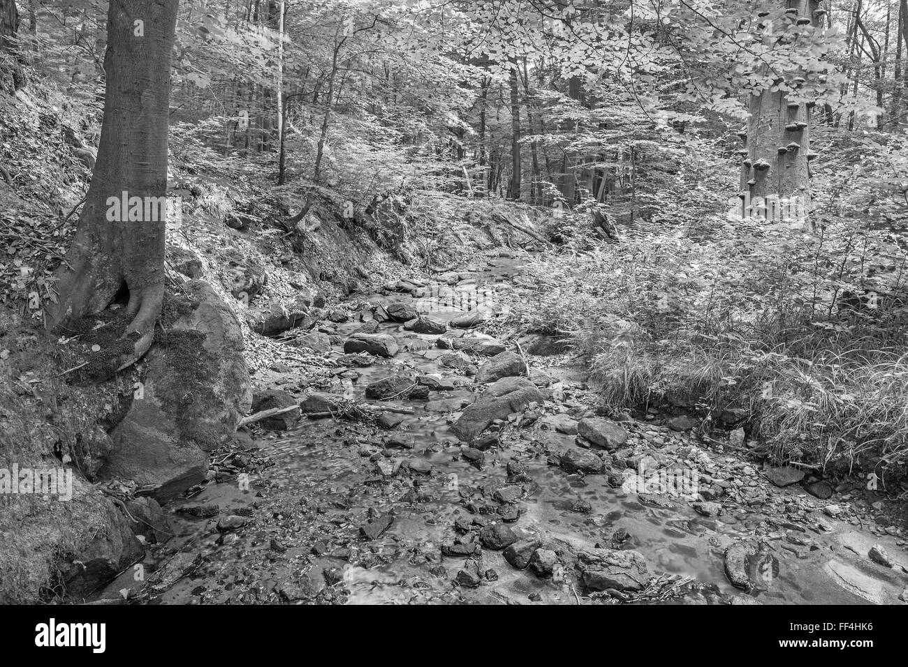 Ruisseau en forêt de peu de Carpates hills - Slovaquie Banque D'Images