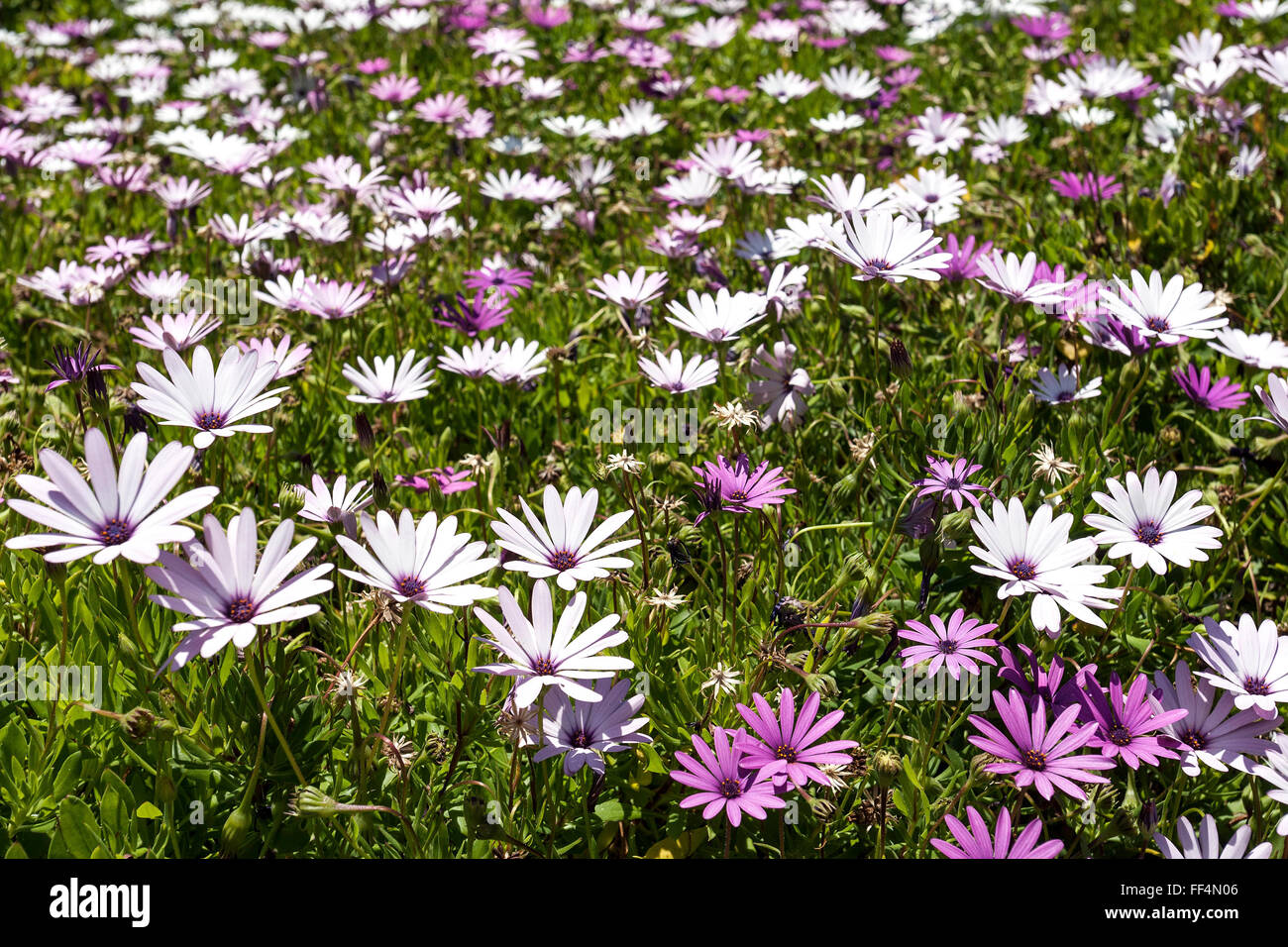 Marigold (cap Dimorphotheca jucunda), Tenerife, Canaries, Espagne Banque D'Images