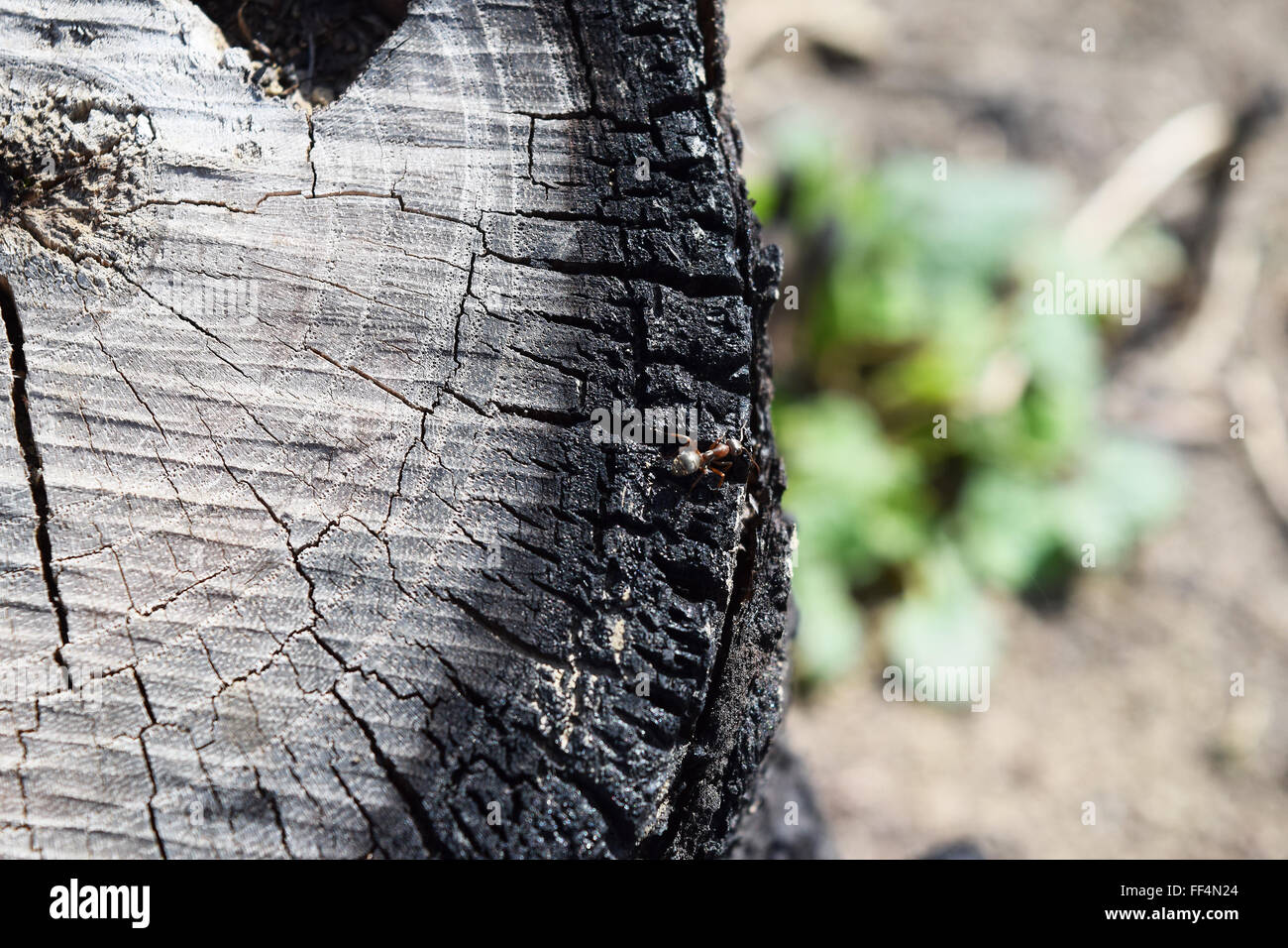 Ant sur le moignon carbonisé. La nature après l'incendie. Banque D'Images