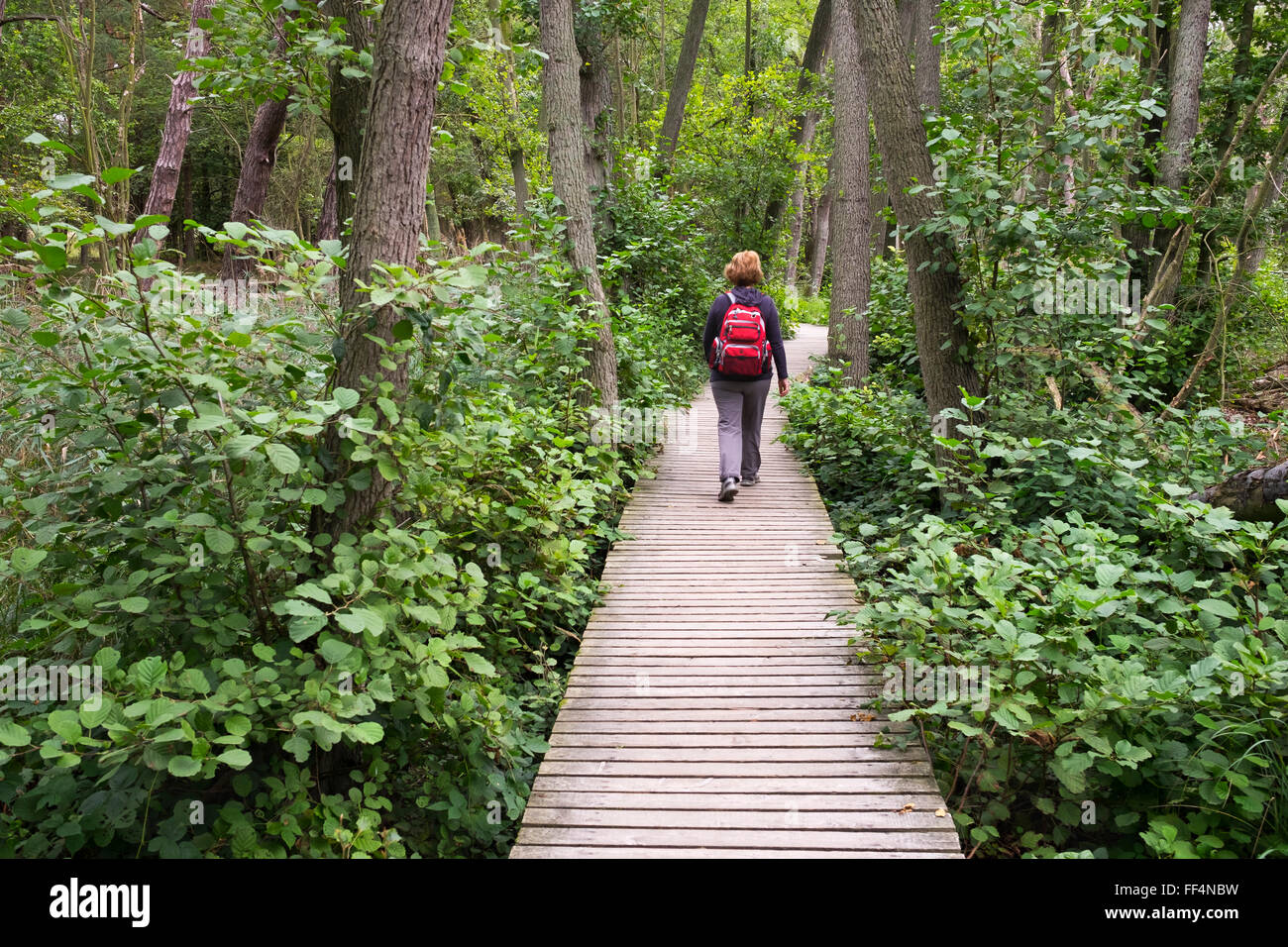 Femme sur boardwalk à travers la forêt Darß à Darßer Ort près de Prerow, Darß, Fischland-darss-Zingst, Poméranie occidentale Lagoon Banque D'Images Femme sur boardwalk à travers la forêt Darß à Darßer Ort près de Prerow, Darß, Fischland-darss-Zingst, Poméranie occidentale Lagoon Banque D'Images