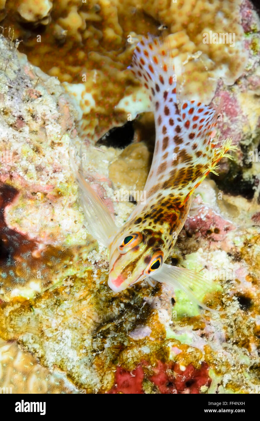 Dwarf hawkfish, Cirrhitichthys falco, Moalboal, Cebu, Philippines, Tuble Banque D'Images