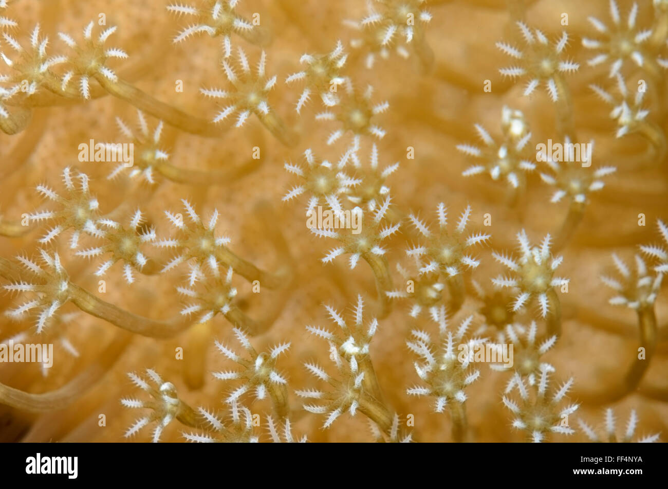 Cuir de champignons les polypes coralliens, Sarcophyton sp., Moalboal, Cebu, Philippines, Tuble Banque D'Images