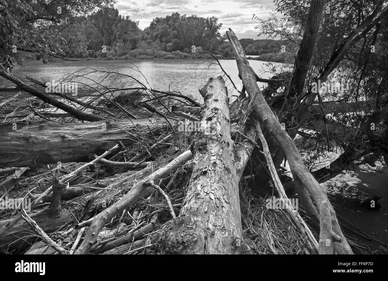 Forêt alluviale sur le front du Danube dans le parc national de Donau-Auen Autriche. Banque D'Images