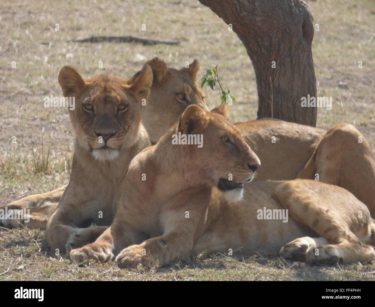 Une famille de lions de sexe féminin dans le Serengeti en Tanzanie, l'Afrique photo de jen lombardo Banque D'Images