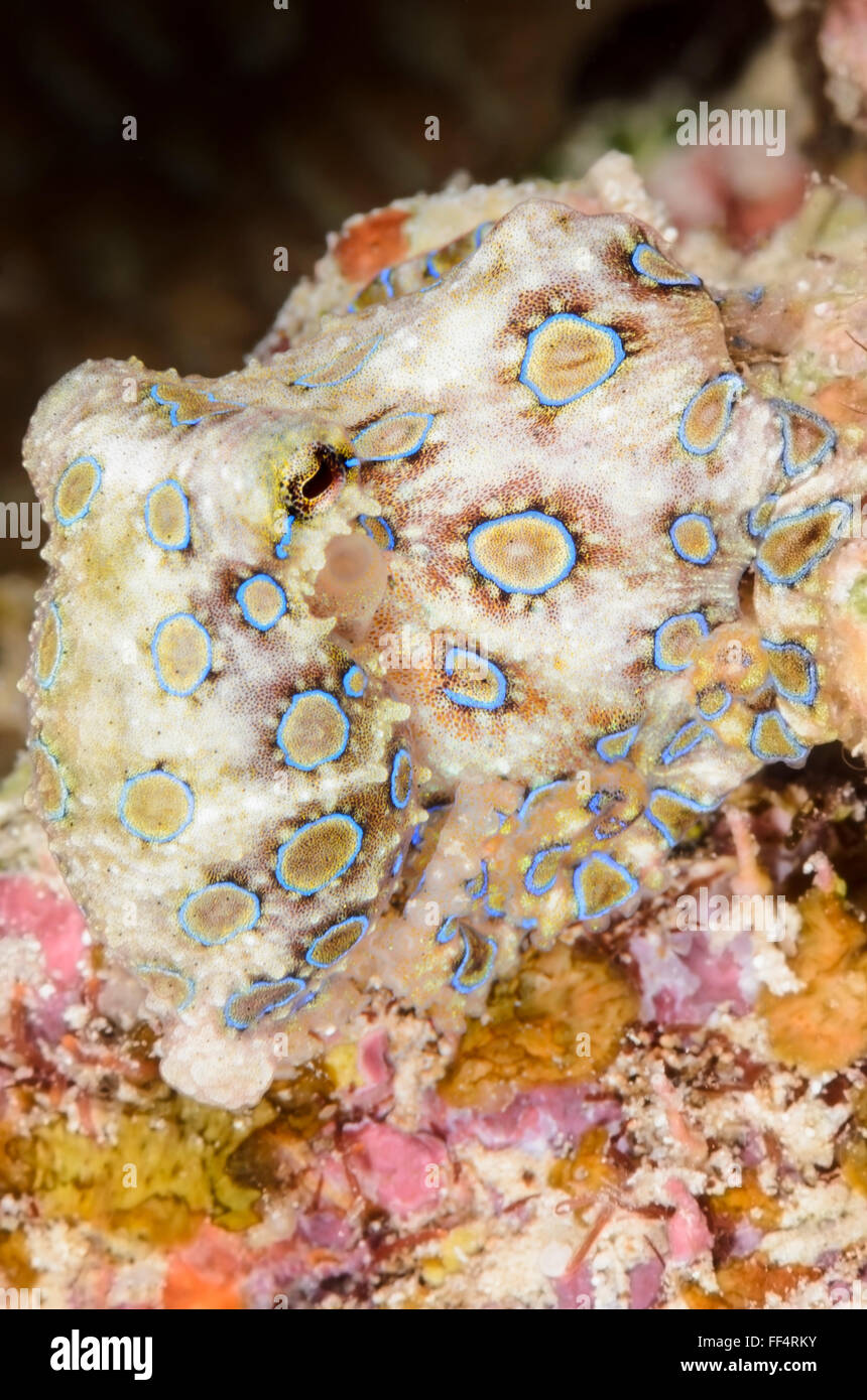 Plus grand héron bleu pieuvre, Hapalochlaena lunulata, Moalboal, Cebu, Philippines, Tuble Banque D'Images