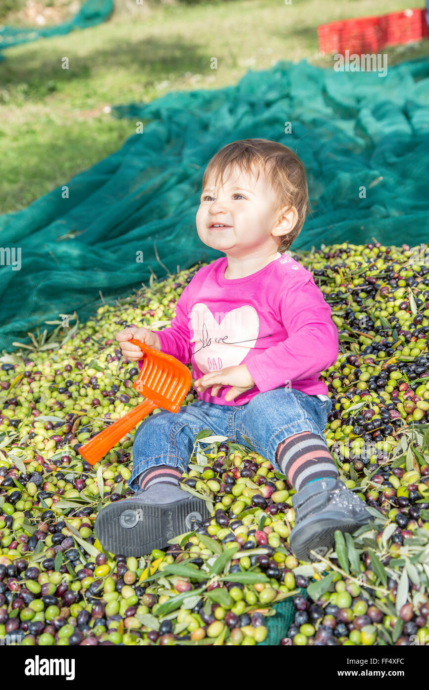 Un an au cours de la petite fille de la récolte saisonnière olives huile Banque D'Images