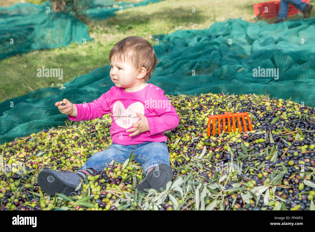 Un an baby girl sitting on a sur une pile d'olives fraîchement récolté Banque D'Images