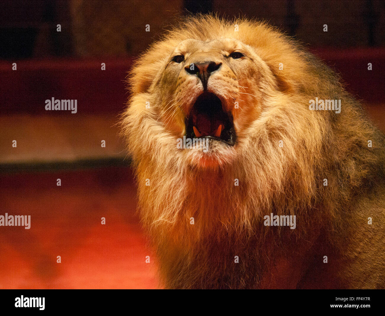 Roaring Lion sur le cirque arena Banque D'Images