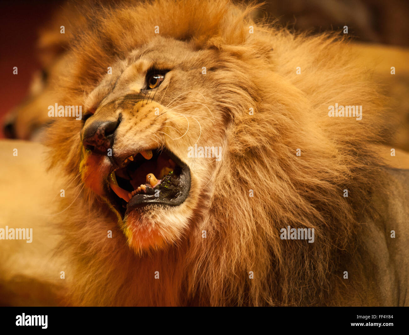 Lion rugissant portant sur le côté Banque D'Images