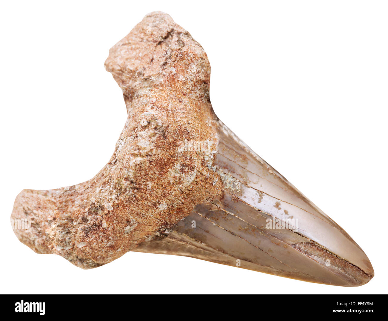 Dent fossilisée de requin préhistorique