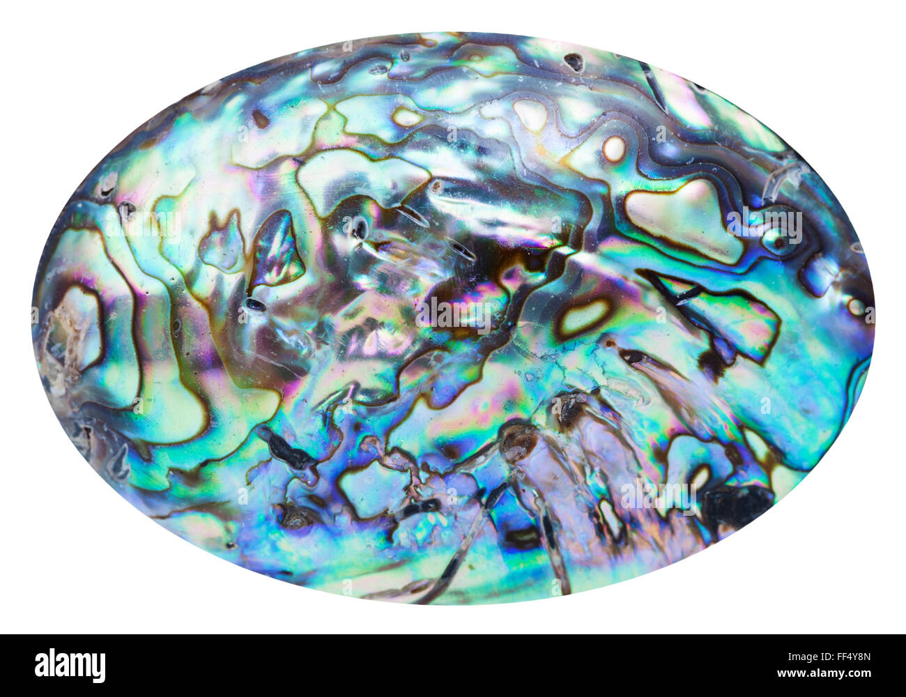La surface polie de nacre bleu coquille mollusques isolé sur fond blanc Banque D'Images