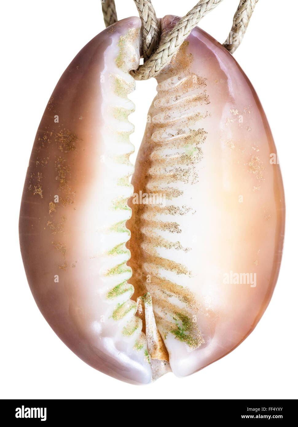 Le pendentif de coquillages de mollusques porcelaines naturelles sur thread isolé sur fond blanc Banque D'Images