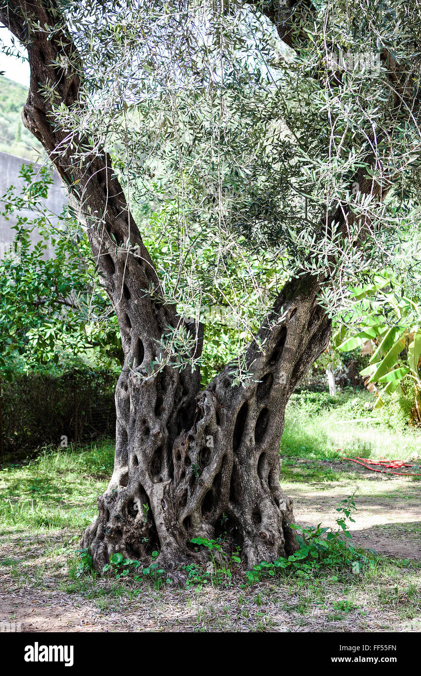 Très vieux grec olivier, l'un des milliers et des milliers qui ornent SW La Grèce, c'est d'Anthousa, un petit village. Banque D'Images