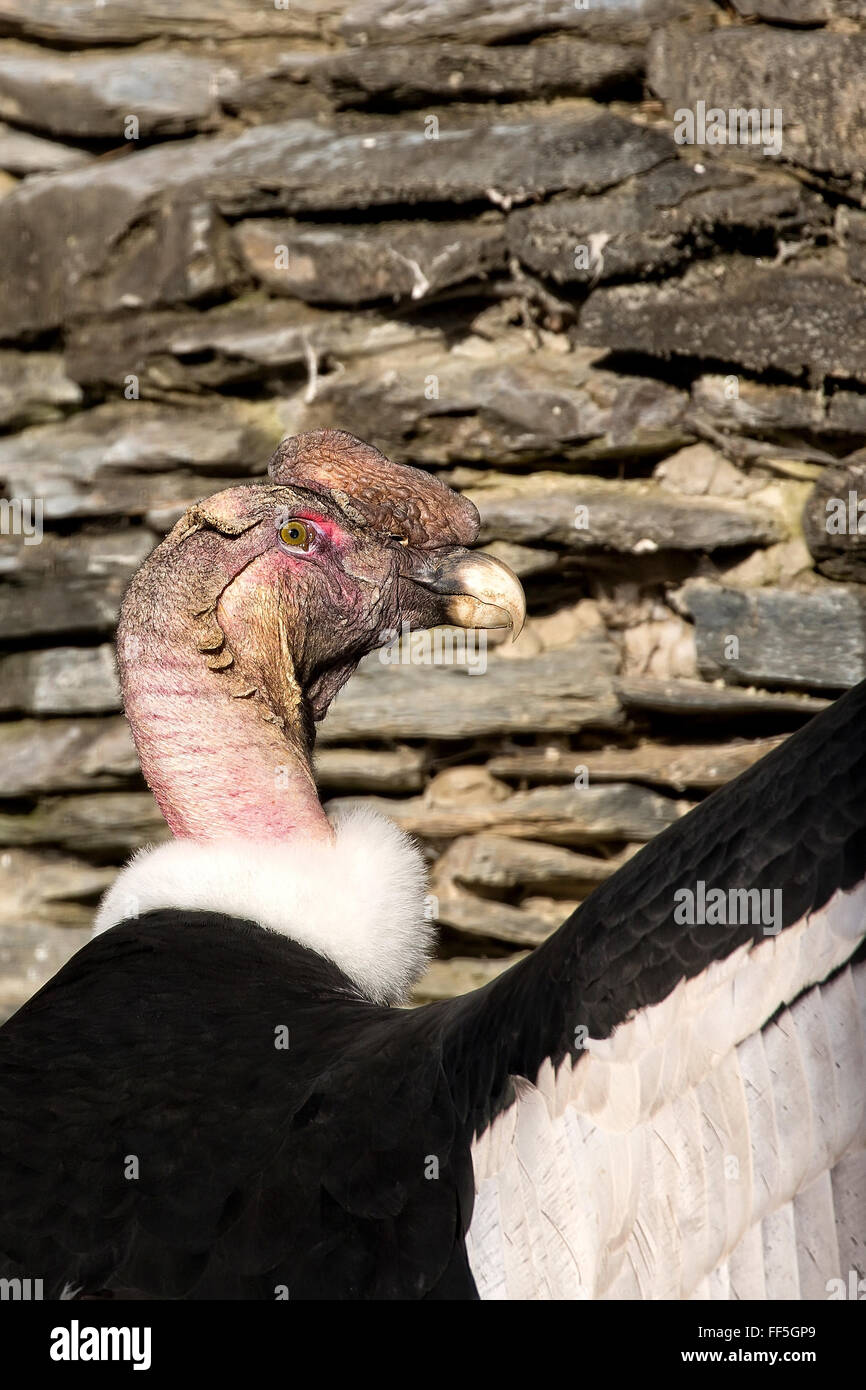 Condor dans la nature, un portrait Banque D'Images Condor dans la nature, un portrait Banque D'Images