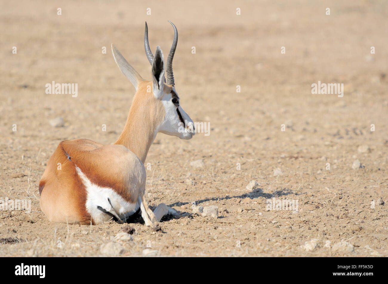 Springbok couché dans le parc transfrontalier de Kgalagadi, Afrique du Sud Banque D'Images