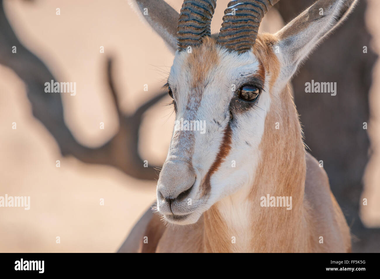Close-up d'un springbok face dans le parc transfrontalier de Kgalagadi en Afrique du Sud Banque D'Images