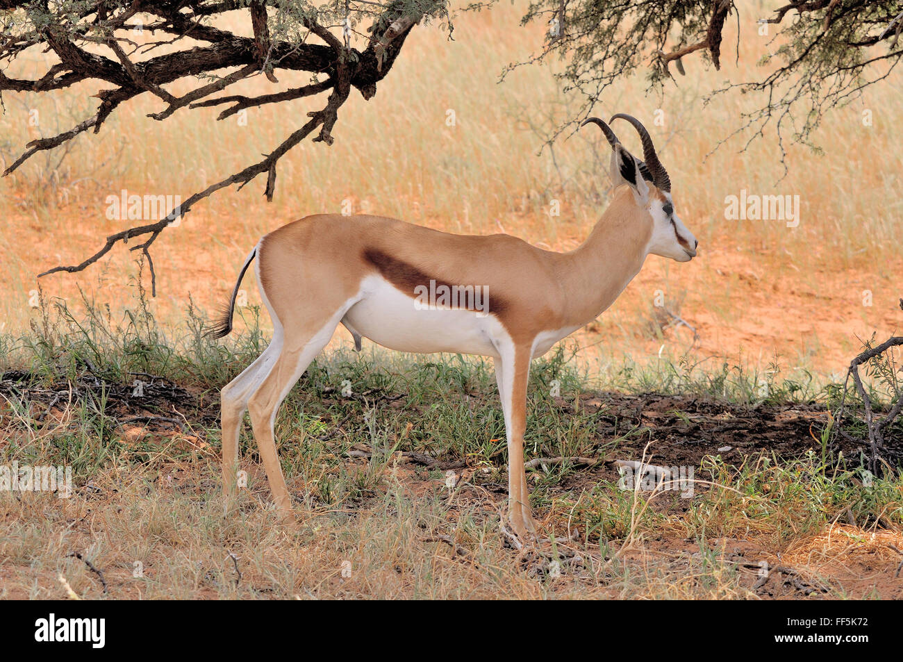 Springbok cacher du soleil de midi sévère sous-Camel thorn tree dans le parc transfrontalier de Kgalagadi Banque D'Images