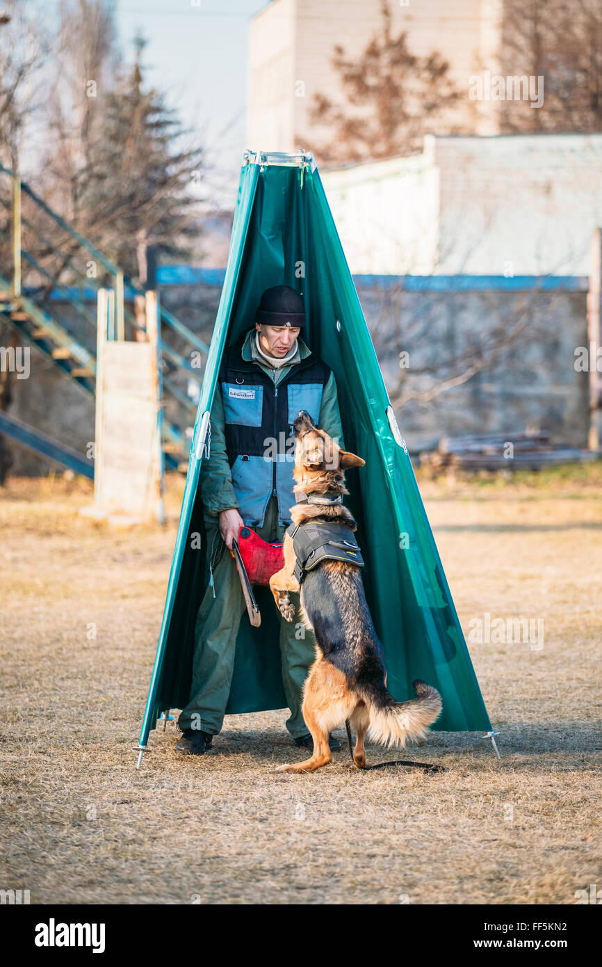 GOMEL, BÉLARUS - novembre, 22, 2014 : la formation de chien de berger allemand en club de sport régional de Gomel et décoratives d'Élevage de chien Banque D'Images