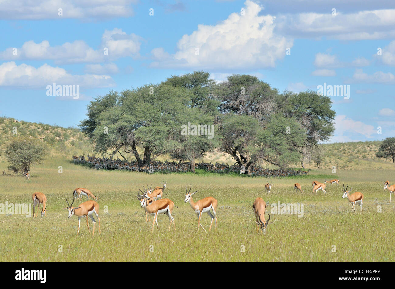 Springbok troupeau se cachant de la harrsh le soleil sous-Camel thorn tree dans le parc transfrontalier de Kgalagadi Banque D'Images