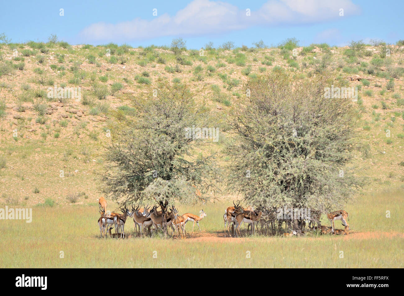 Springbok troupeau se cachant de la harrsh le soleil sous-Camel thorn tree dans le parc transfrontalier de Kgalagadi Banque D'Images