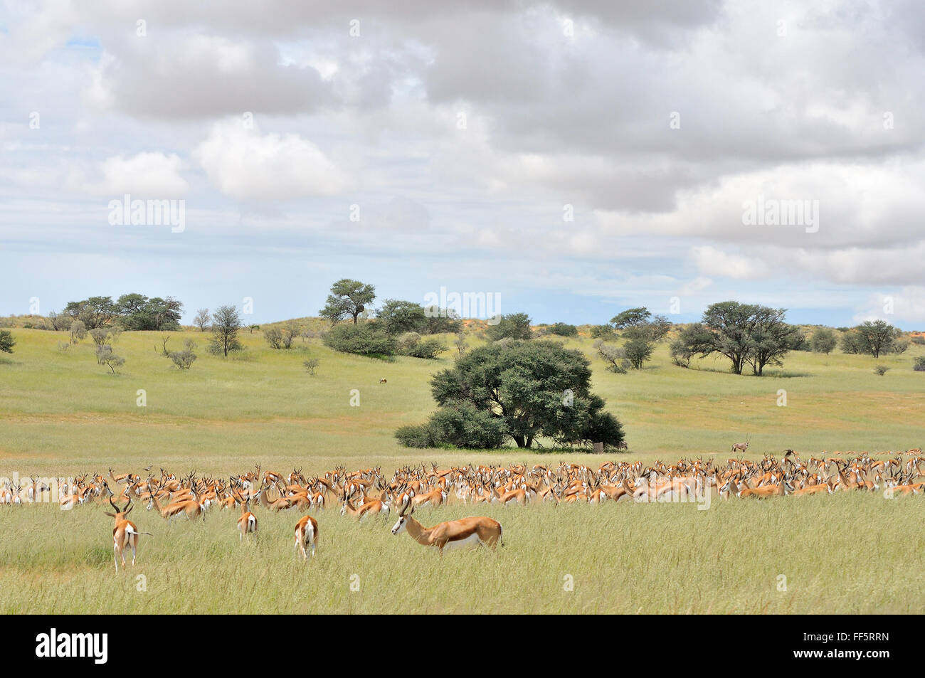 Springbok troupeau dans le parc transfrontalier de Kgalagadi Banque D'Images
