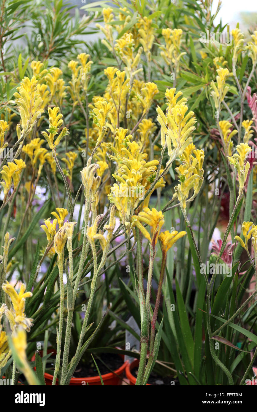 Anigozanthos Bush Bonanza ou connu sous le nom de patte de kangourou Banque D'Images