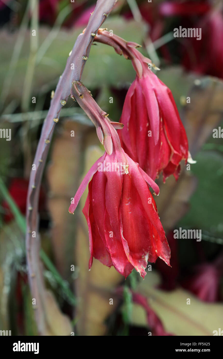 Close up de mourir ou le flétrissement Epiphyllum ou cactus orchidée Banque D'Images