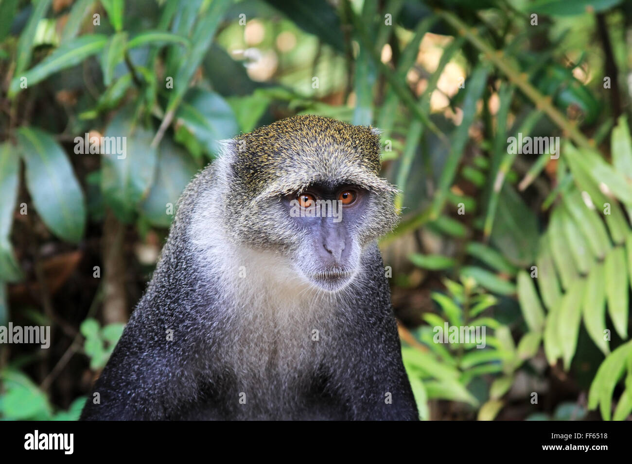La faune sauvage monkey jungle face fond vert sur Zanzibar. Tanzanie Banque D'Images