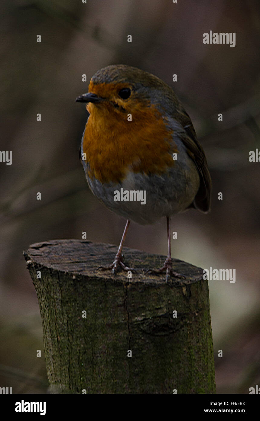 Robin red breast photographiés dans un environnement naturel Banque D'Images