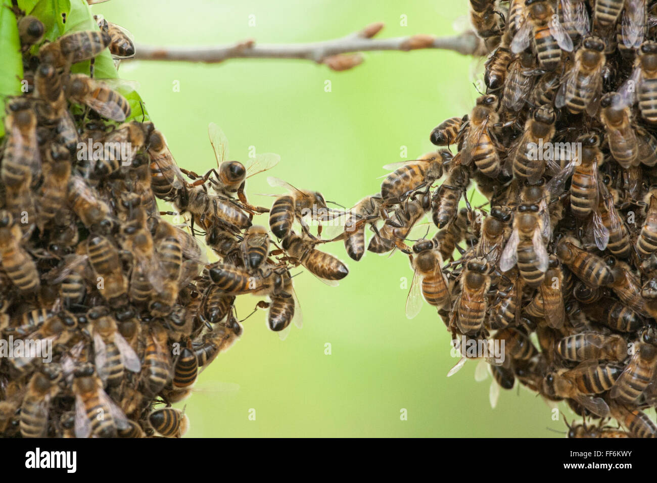 Le travail d'équipe d'abeilles de l'essaim d'abeilles reliant deux pièces. métaphore de la notion de confiance, travail d'équipe, coopérer, partenariat, pont, collaboration, communauté, écart. Banque D'Images