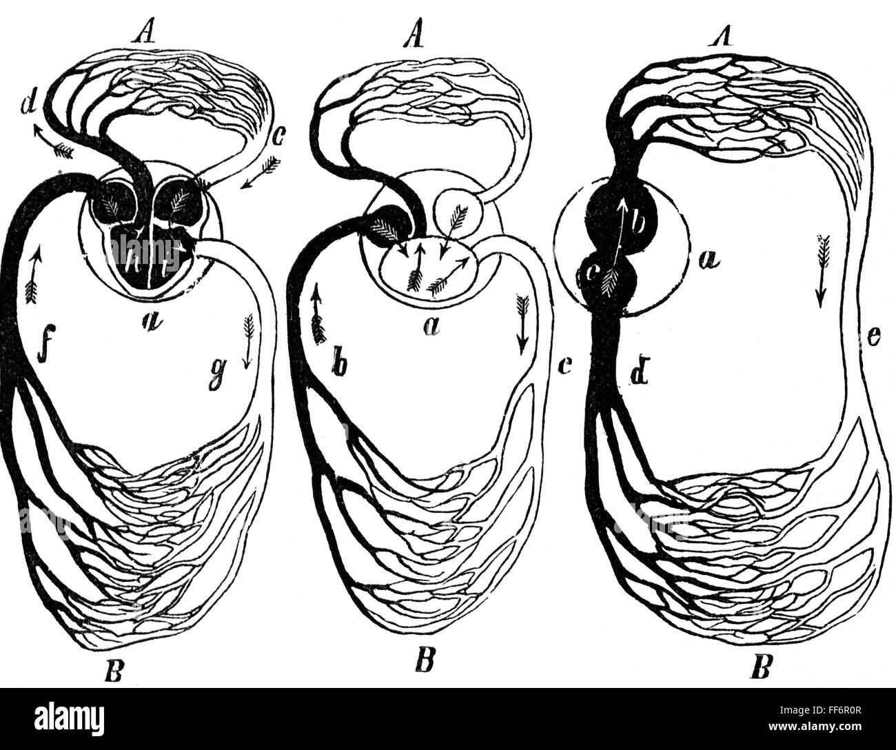 médecine, anatomie, circulation sanguine de mammifères, oiseaux, reptiles et poissons, schéma, dessin, 19e siècle, 19e siècle, graphique, graphiques, organe, organes, cœur, cœur, cœur, vaisseau sanguin, artère, artères, artérielle, veine, veines, capillaire, capillaires, capillaires, sang, médecine, médicaments, circulation sanguine, circulation systémique, oiseaux, oiseau, reptile, reptiles, poissons, poissons, schéma, schéma historique, schéma, schéma, schéma historique, schéma Historique, droits supplémentaires-Clearences-non disponible Banque D'Images