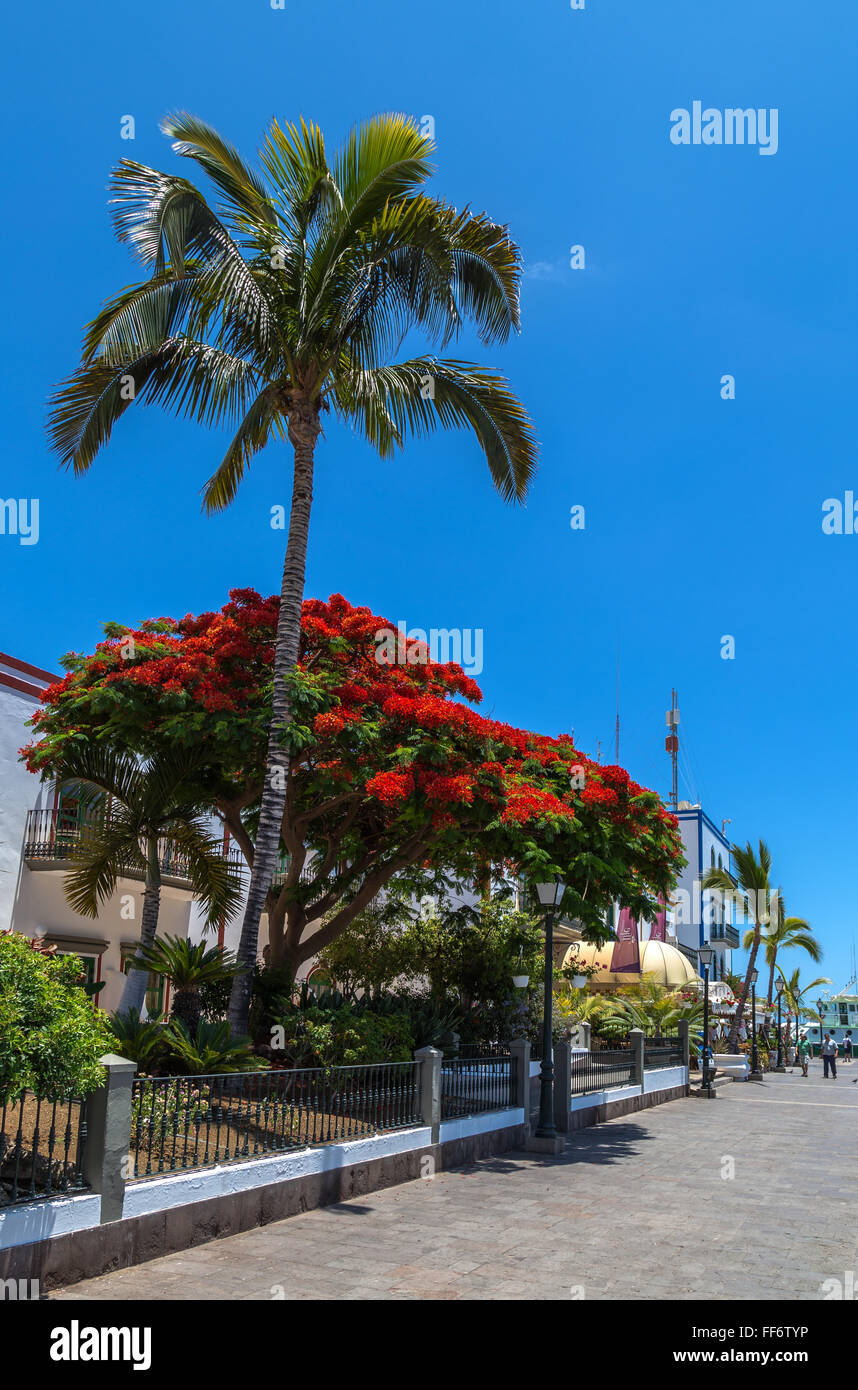 Puerto de Mogan, Grande Canarie Banque D'Images