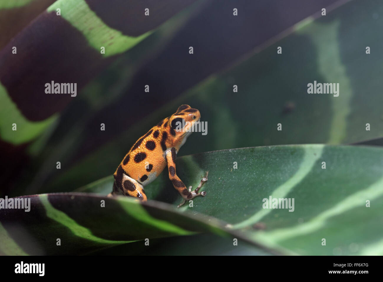Les Poison dart frog (Oophaga pumilio) Banque D'Images