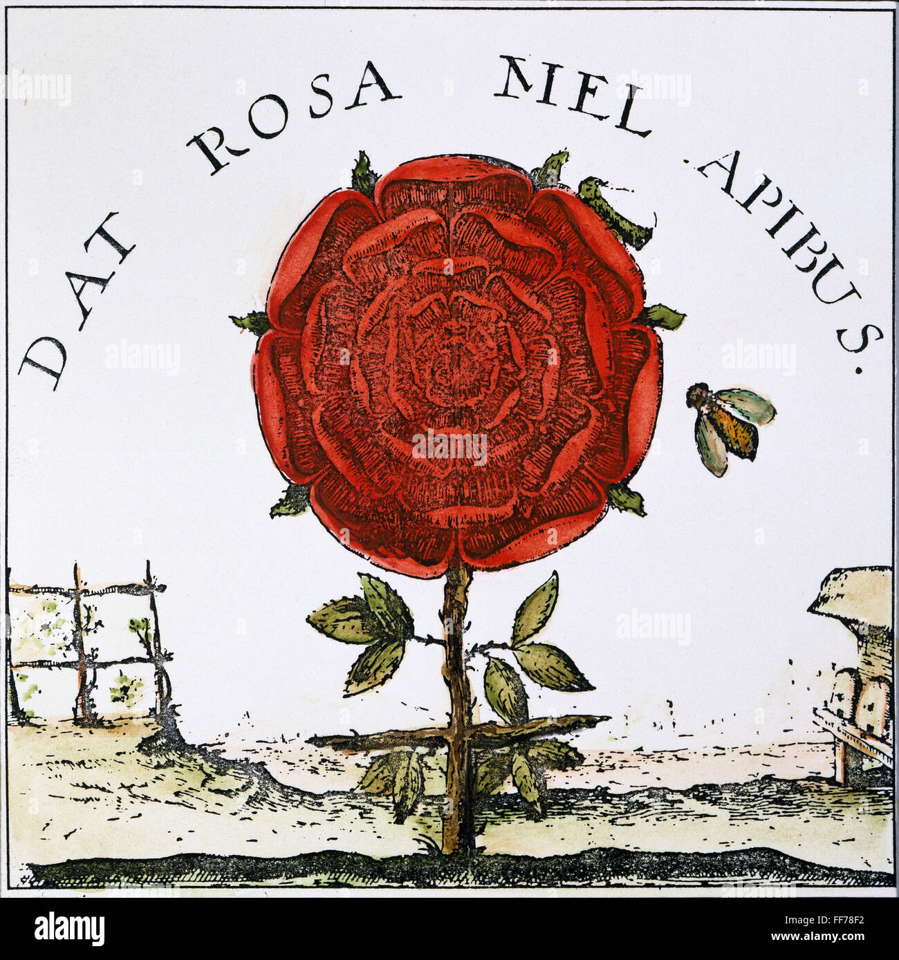 Encens Rosicrucien à La Rose - Pour Méditation Et Ambiance Spirituelle