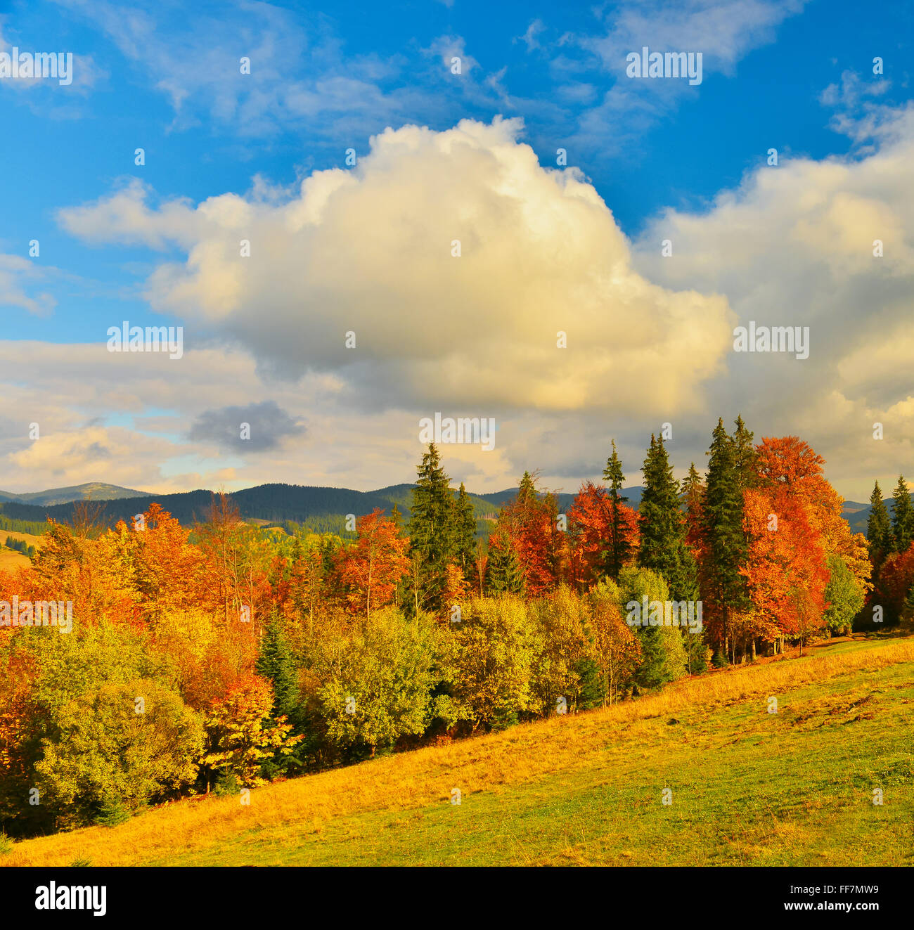 Forêt mixte d'automne sous le soleil de la montagne. Banque D'Images