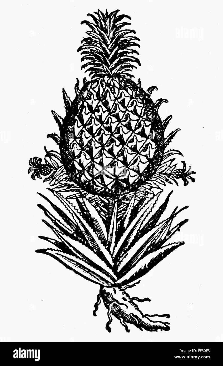Botanique : ananas, 1586. /NAnanas comosus. Gravure sur bois de Jacques DalΘchamp «l'Historia generalis plantarum.' Banque D'Images