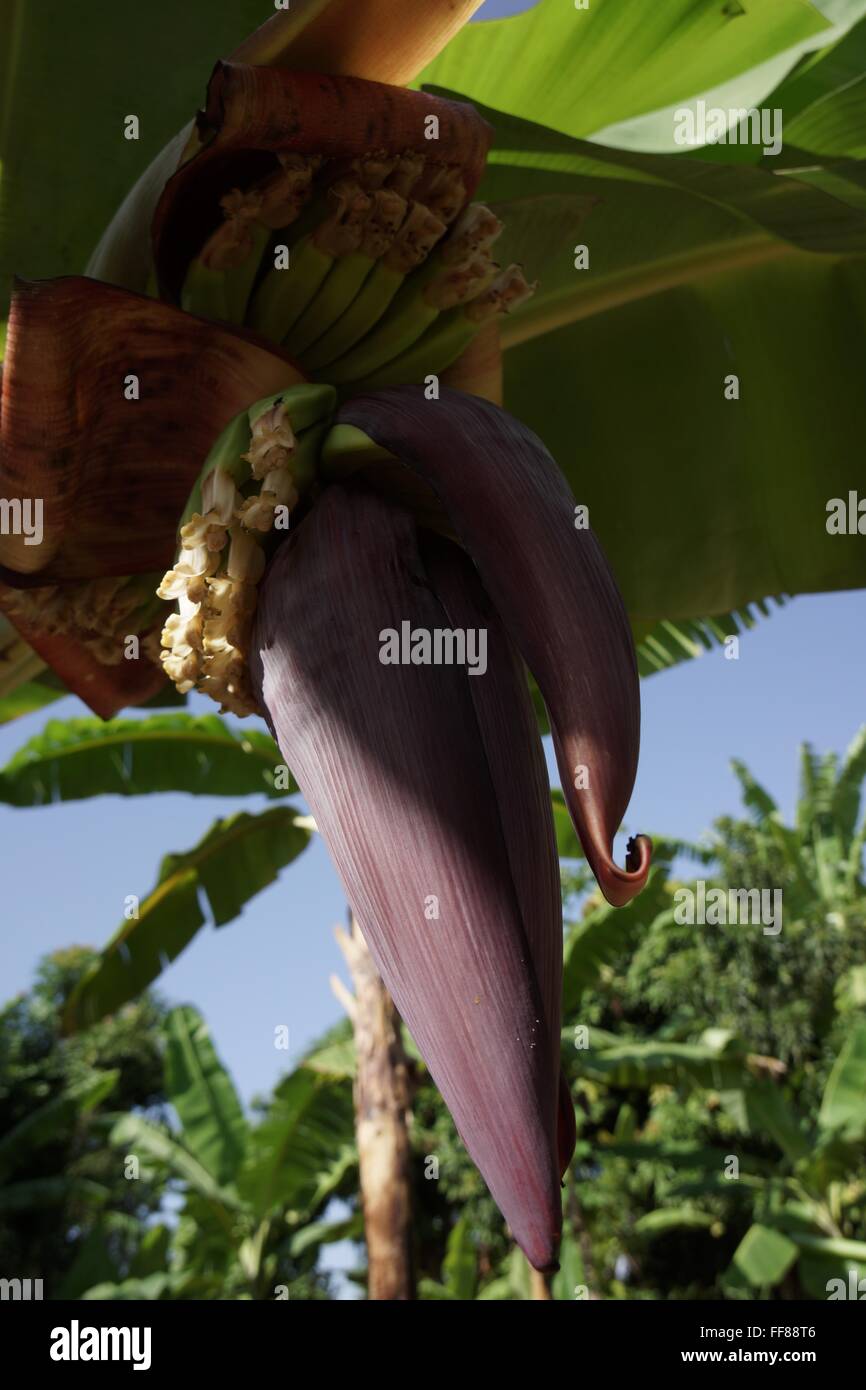 Fleur de bananier et bananes. Banque D'Images