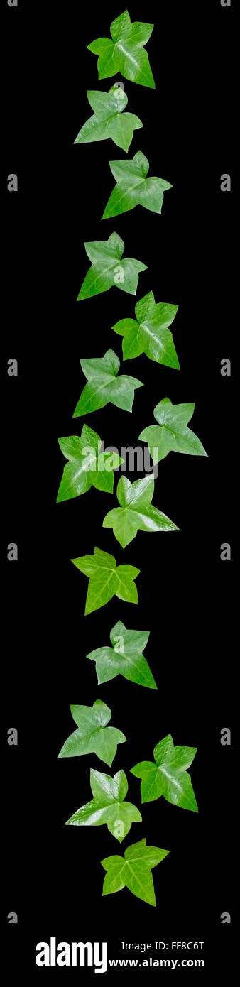 Les feuilles de vigne verte décor marge isolé sur noir. Banque D'Images