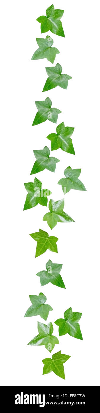 Les feuilles de vigne verte décor marge isolé sur blanc. Banque D'Images
