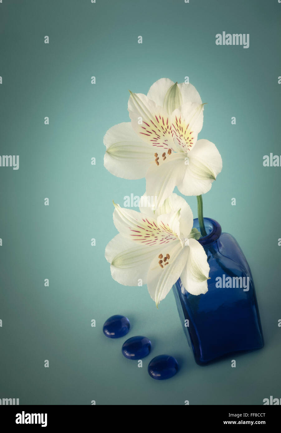 L'Alstroemeria dans deux flacons en verre bleu Banque D'Images