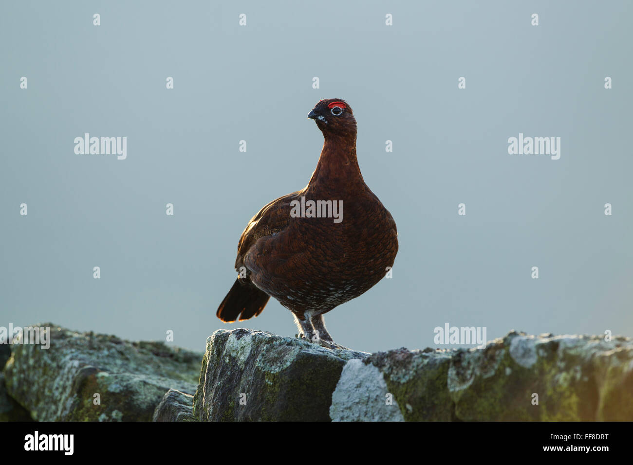 Tétras mâle, rouge, nom latin Lagopus lagopus scotica, debout sur un mur de pierre Banque D'Images