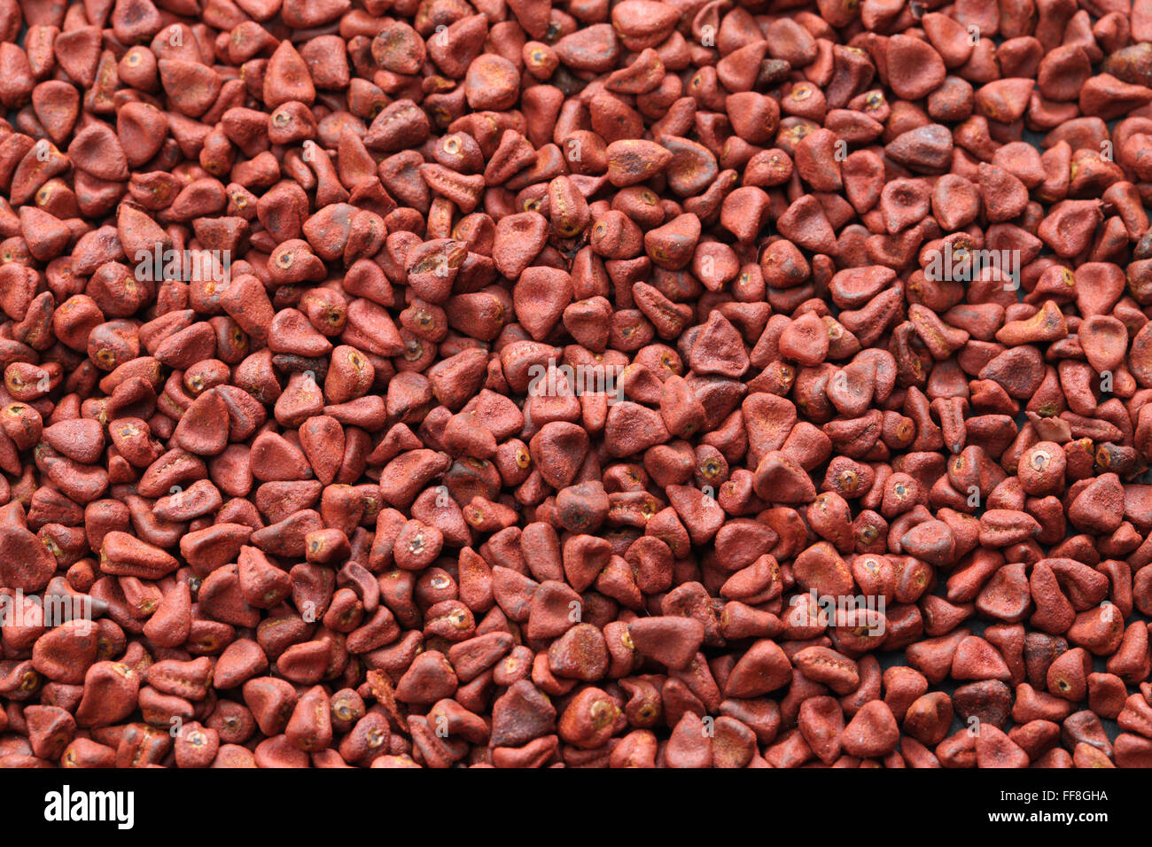 Graines, graines de rocou achiote, Bixa orellana seeds Banque D'Images