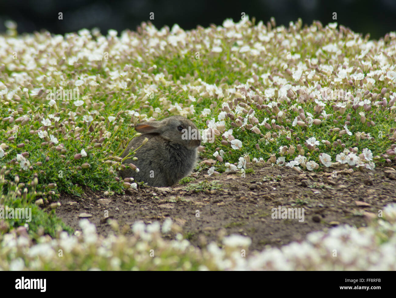 Lapin parmi les fleurs sauvages sur l'île Skomer à Pembrokeshire, au pays de Galles, au Royaume-Uni Banque D'Images