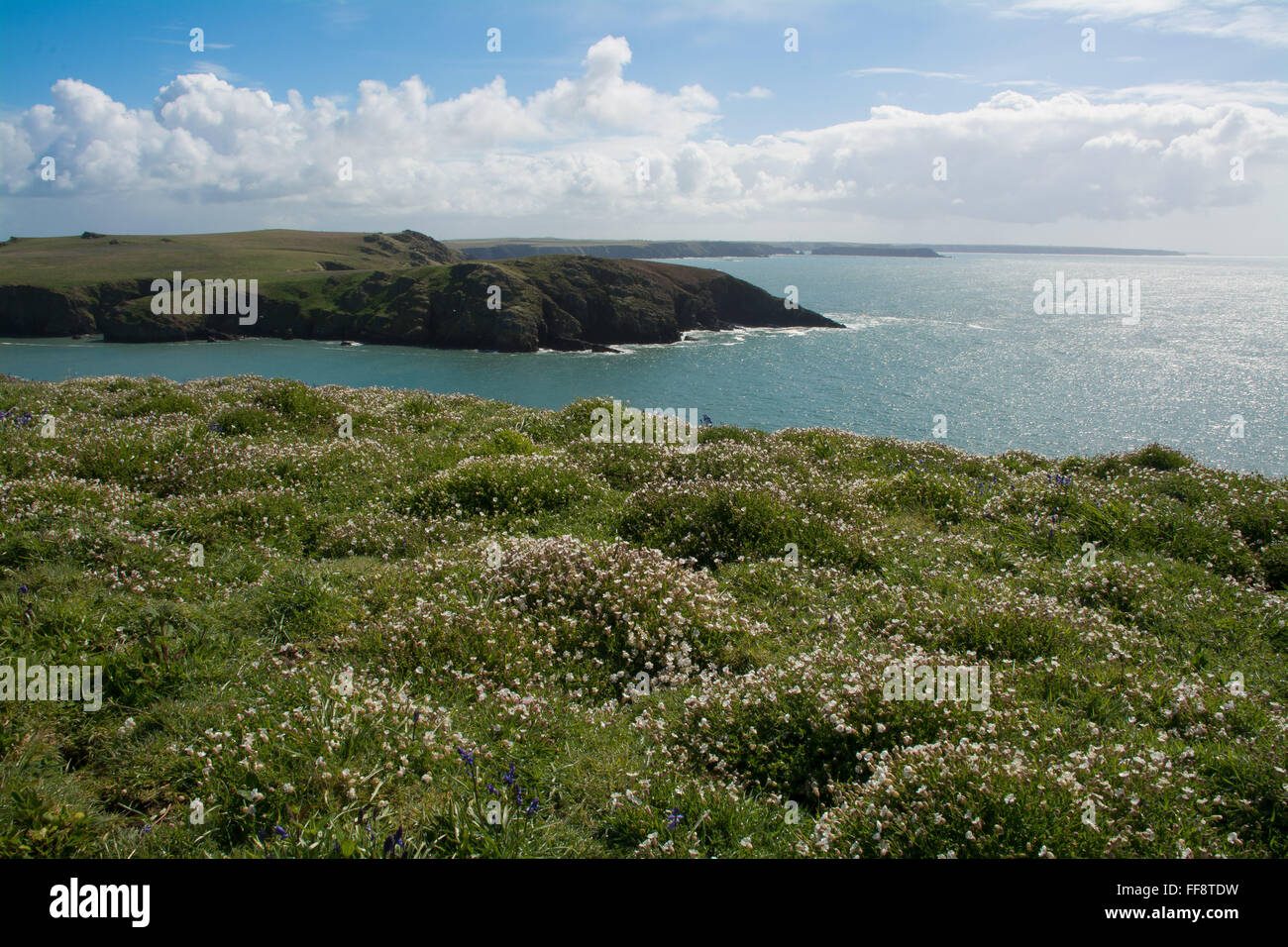 L'île de Skomer tapissées de fleurs sauvages dans la silène Galles Pembrokeshire Banque D'Images