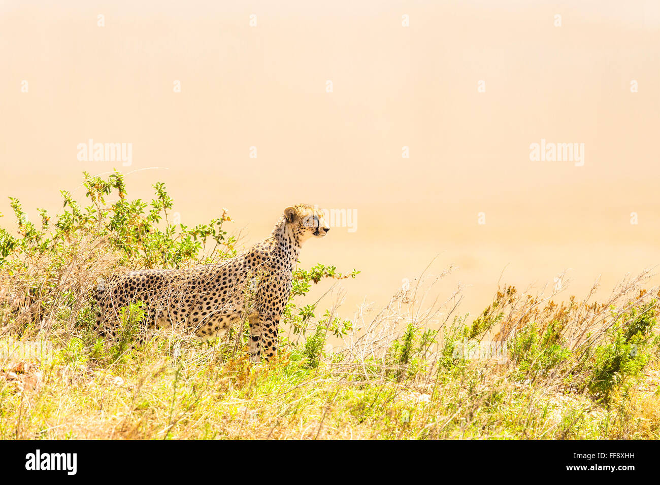Cheetah chercher des proies dans le Serengeti Banque D'Images