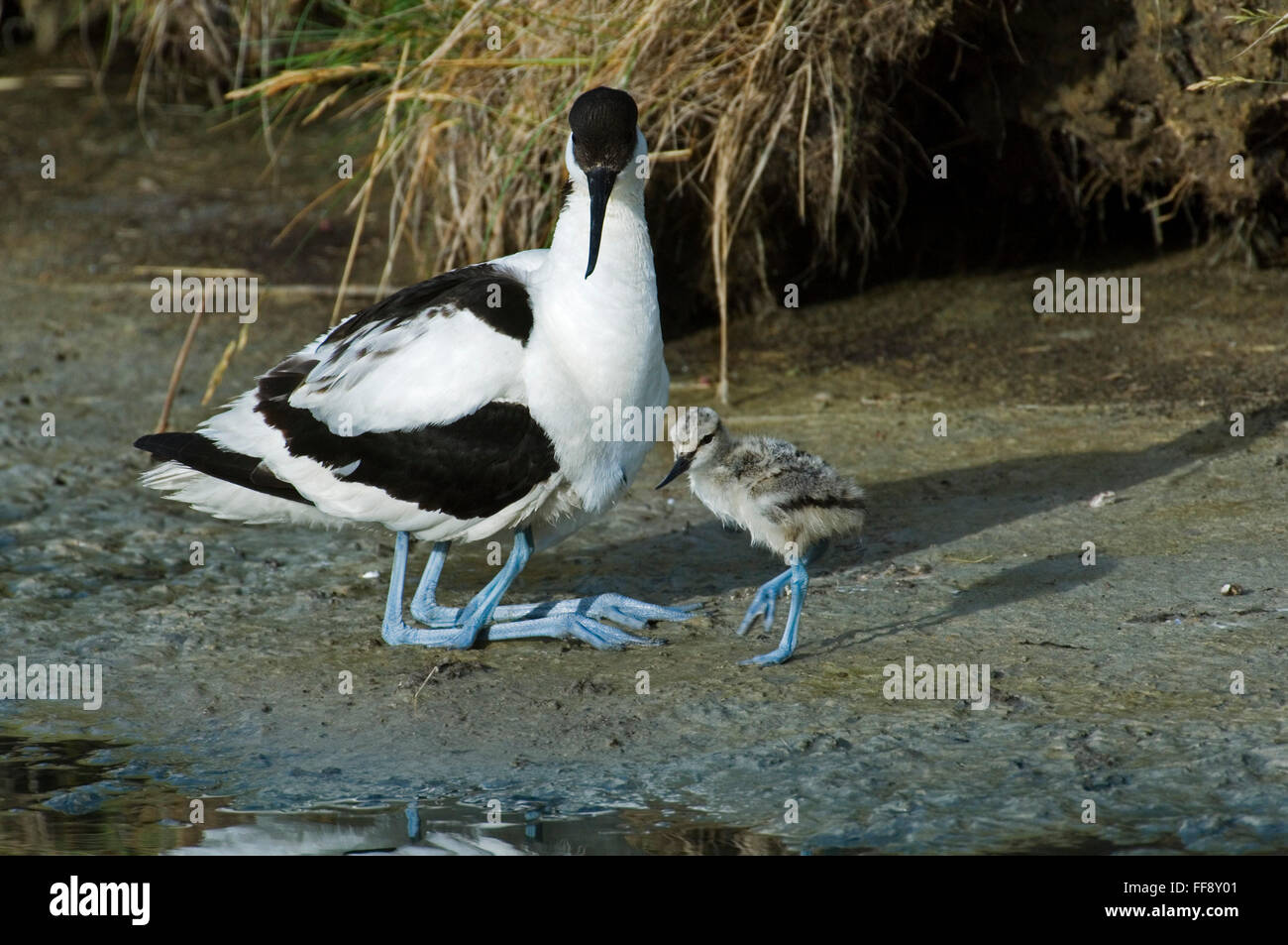 Avocette élégante (Recurvirostra avosetta) de se joindre à d'autres mineurs sous les plumes de poulet parent pour plus de chaleur Banque D'Images