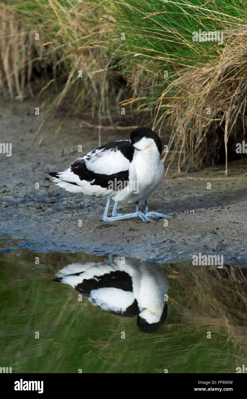 Avocette élégante (Recurvirostra avosetta) poussin se cachant sous les plumes des parents pour plus de chaleur Banque D'Images